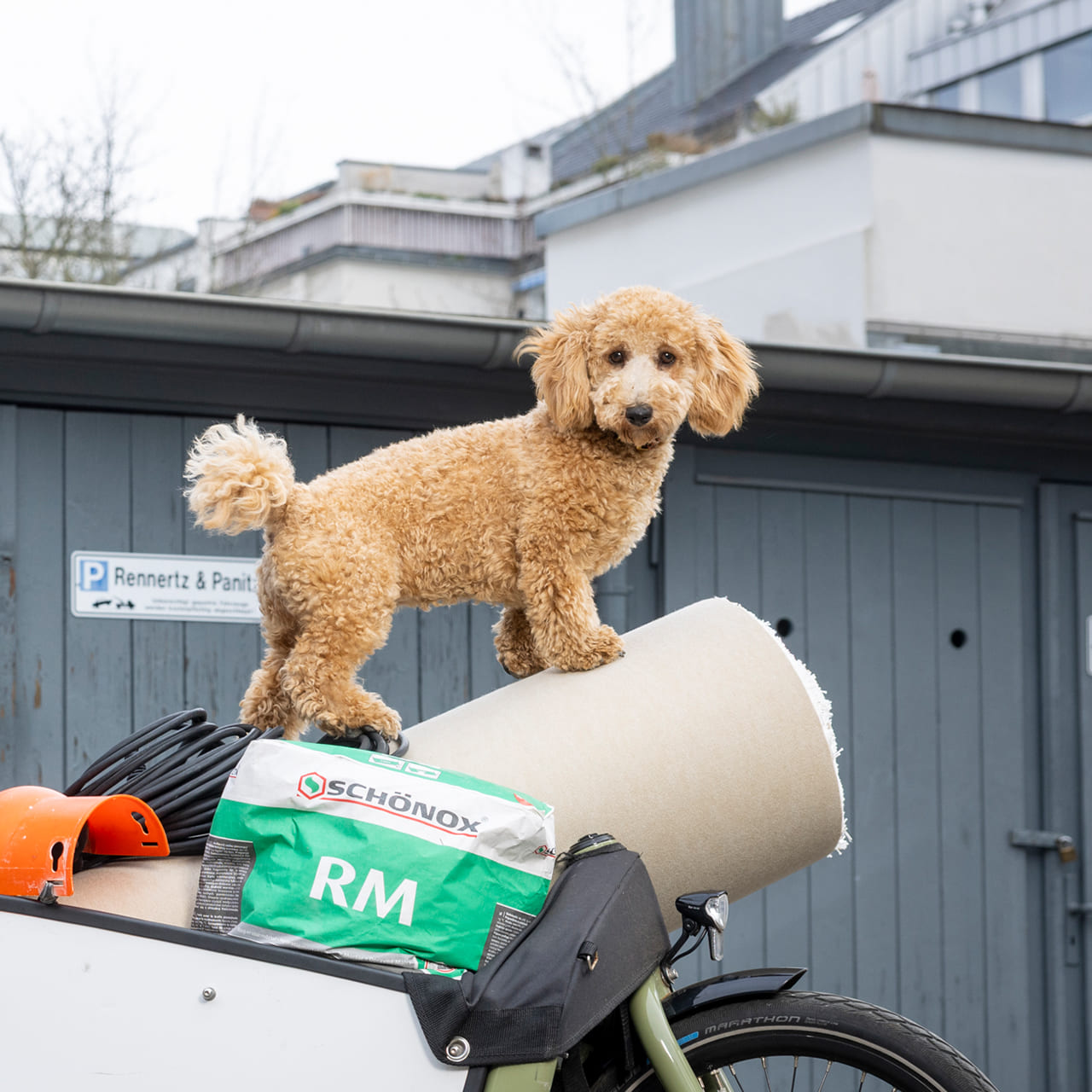 Hund auf Motorrad